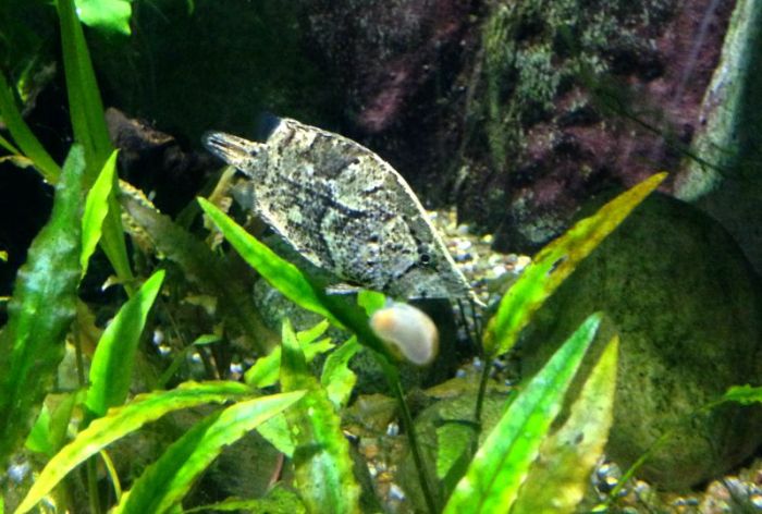 leaf fish