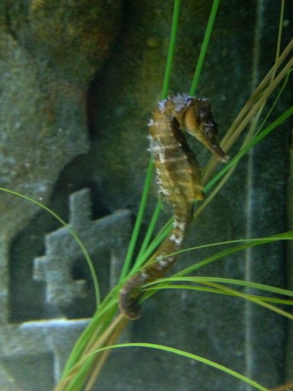 lined seahorse