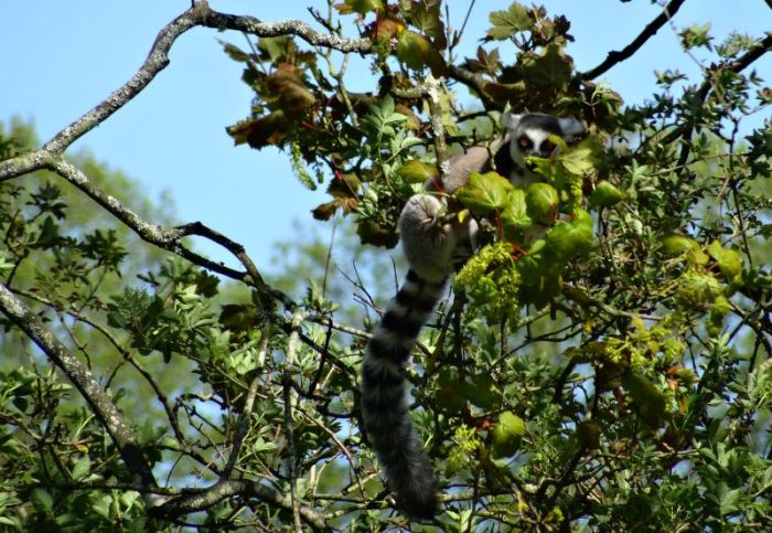 ring tailed lemur