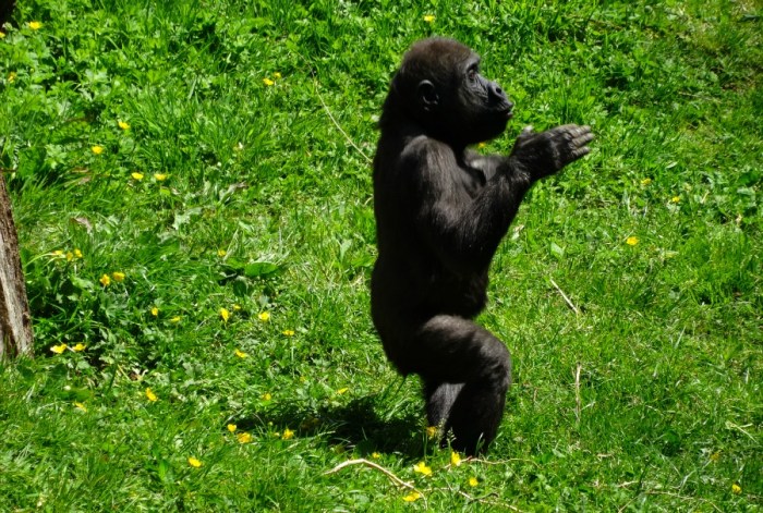 Western lowland gorilla