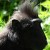 Sulawesi crested macaque