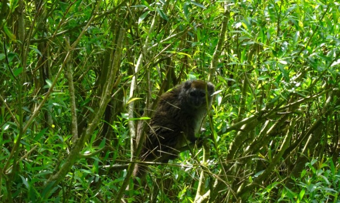 bamboo lemur