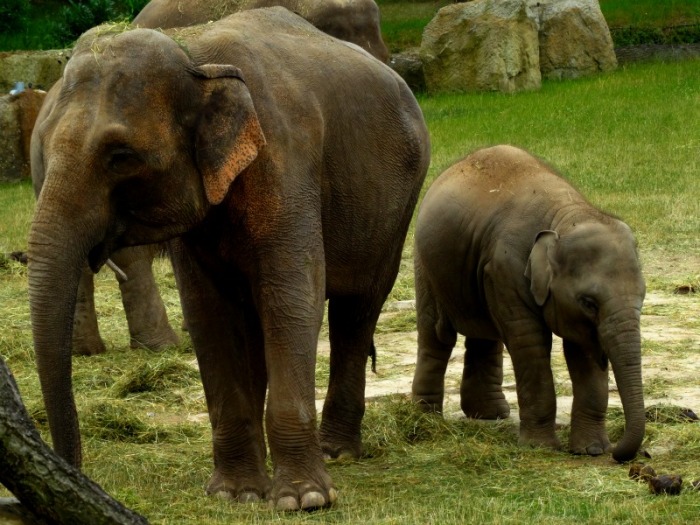 Asian elephpants