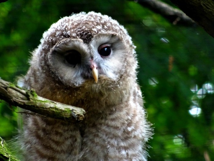 ural owlet