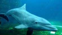 bottlenosed dolphin
