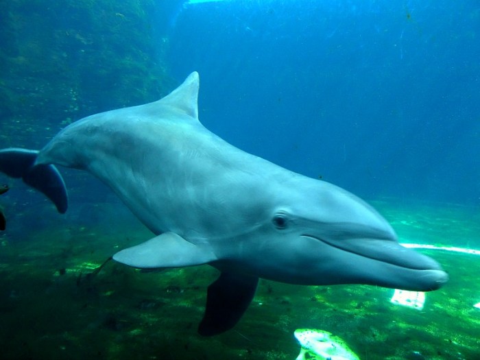 bottlenosed dolphin