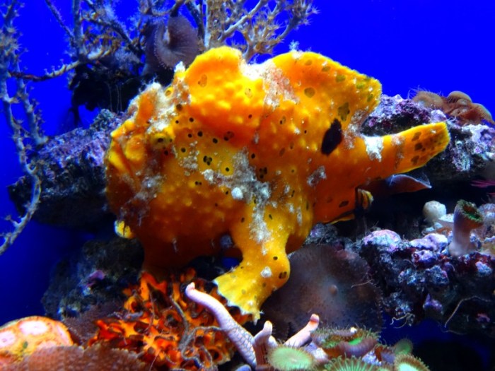 frogfish