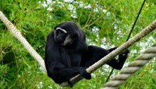 agile gibbon