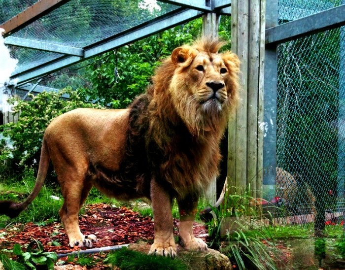 Asiatic lion
