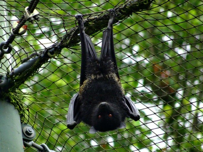 Livingstone's fruit bat