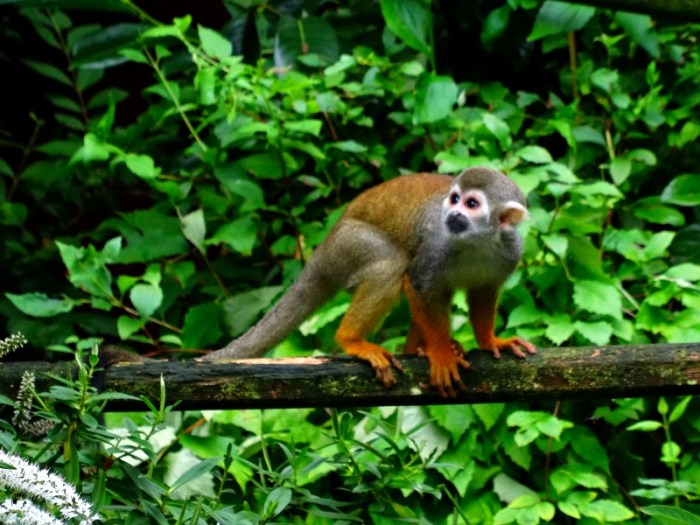 squirrel monkey