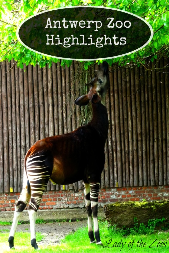 Antwerp Zoo Highlights