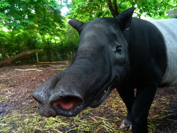 Malayan tapir