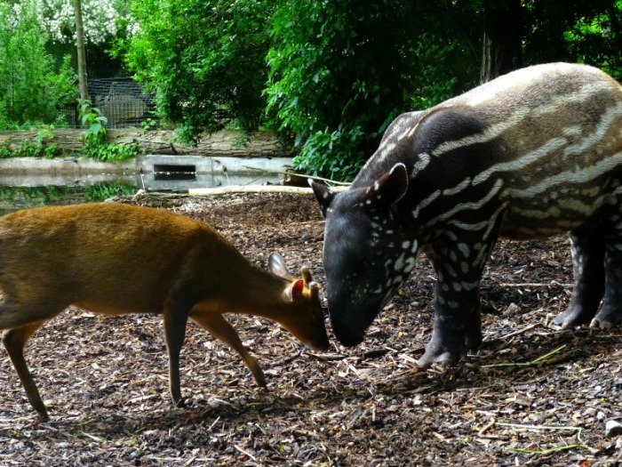 muntjak and tapir baby