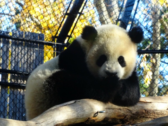 giant panda cub