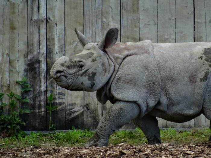 Indian rhino calf