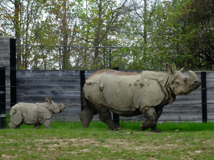 Indian rhinos