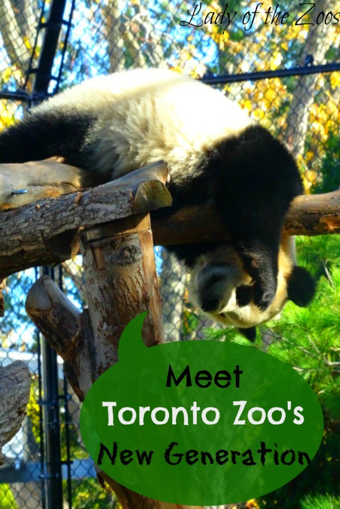 Toronto Zoo's New Generation