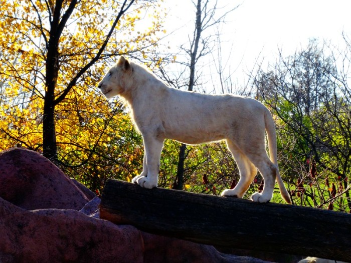 white lion cub