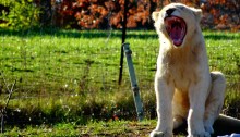 white lion cub