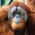 orangutan